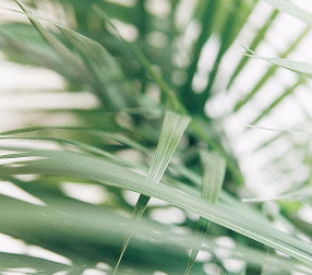 Plantas de interior y exterior en Bilbao | Floristería Santutxu