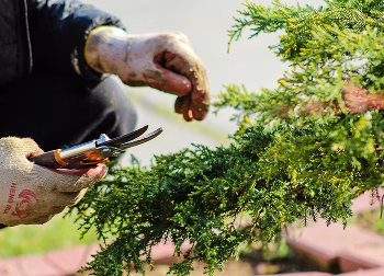 Mantenimiento y jardinería en Bizkaia | Floristería barata en Bilbao | Floristería envío a domicilio en Bizkaia | Floristería Santutxu