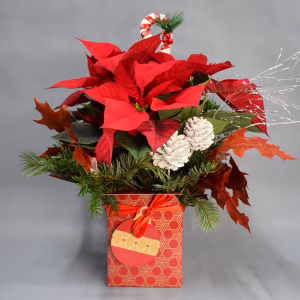 Flor de Pascua Deluxe